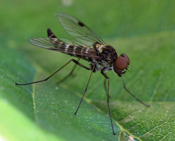 Quale Chrysopilus?